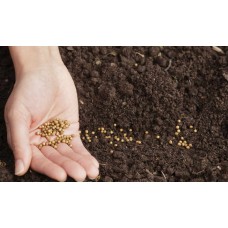 Seed Saver Workshop with Wayne Frankham - Saturday 30th September 2023